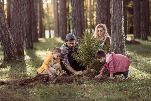 Compensação ambiental com plantio de árvores