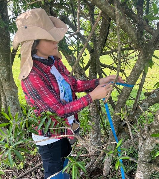 Inventário florestal em paraná