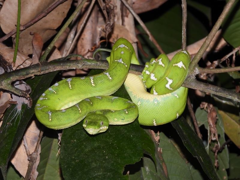 Levantamento de herpetofauna