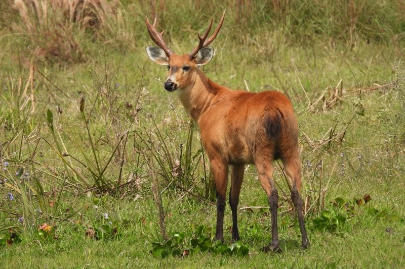 Resgate e afugentamento de fauna